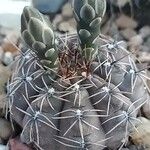 Gymnocalycium baldianum Folha