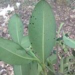 Garcinia gardneriana Leaf