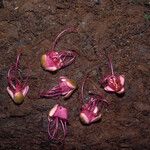 Eperua rubiginosa Hábito