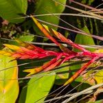 Tillandsia fasciculata Çiçek