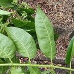 Toona ciliata पत्ता