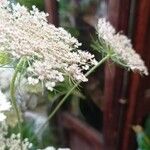 Daucus carota Blüte