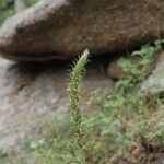 Pedicularis bracteosa 整株植物