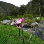 Amaryllis belladonna Flower