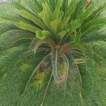 Cycas revoluta Yaprak