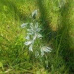 Ornithogalum boucheanum Λουλούδι