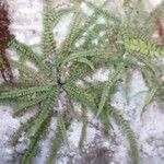 Adiantopsis radiata Лист