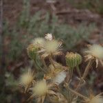 Andryala glandulosa Owoc