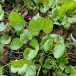 Dichondra carolinensis Feuille