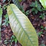 Coelocaryon preussii Hoja