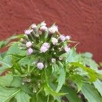 Erechtites valerianifolius 花