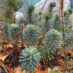 Euphorbia characias Листок