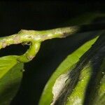 Ocotea atirrensis Corteza