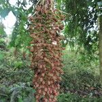 Mabea occidentalis Flor