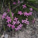 Houstonia rubra 整株植物