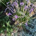 Tulbaghia violaceaBlodyn