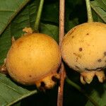 Campomanesia grandiflora Ovoce