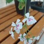 Pelargonium echinatum Flor