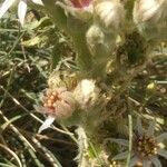 Sempervivum grandiflorum Flower