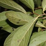 Diospyros salicifolia Feuille