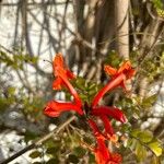 Tecoma capensis Blomst