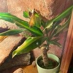 Dracaena fragransLiść