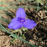 Tradescantia occidentalis Virág