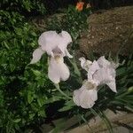 Iris pallida Folio