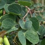 Bauhinia tomentosa 葉