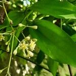 Cinnamomum burmanni Blad