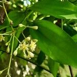 Cinnamomum burmanni Folha