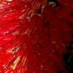 Callistemon citrinus Floro