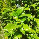 Berberis aquifolium Lehti