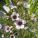 Chamelaucium uncinatum Flower