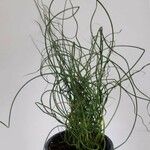 Equisetum scirpoides Blatt