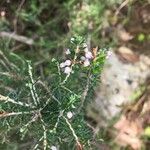 Erica manipuliflora ফুল