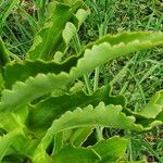 Kalanchoe lanceolata Leaf