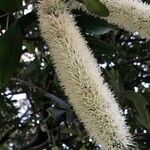 Cunonia capensis Fruto