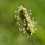 Phleum pratense Blomma