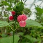 Salvia oxyphora Flor