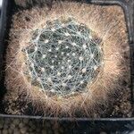 Mammillaria zephyranthoides Ліст