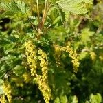 Ribes magellanicum Flor