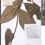 Ardisia dolichocalyx Other