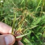 Themeda quadrivalvis Lehti