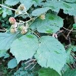 Rubus grabowskii Levél