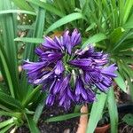 Agapanthus africanusFlors