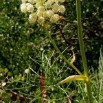 Angelica lineariloba Flor