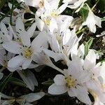 Colchicum hungaricum Flor