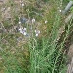 Linaria repens Blomst