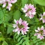 Coronilla variaফুল